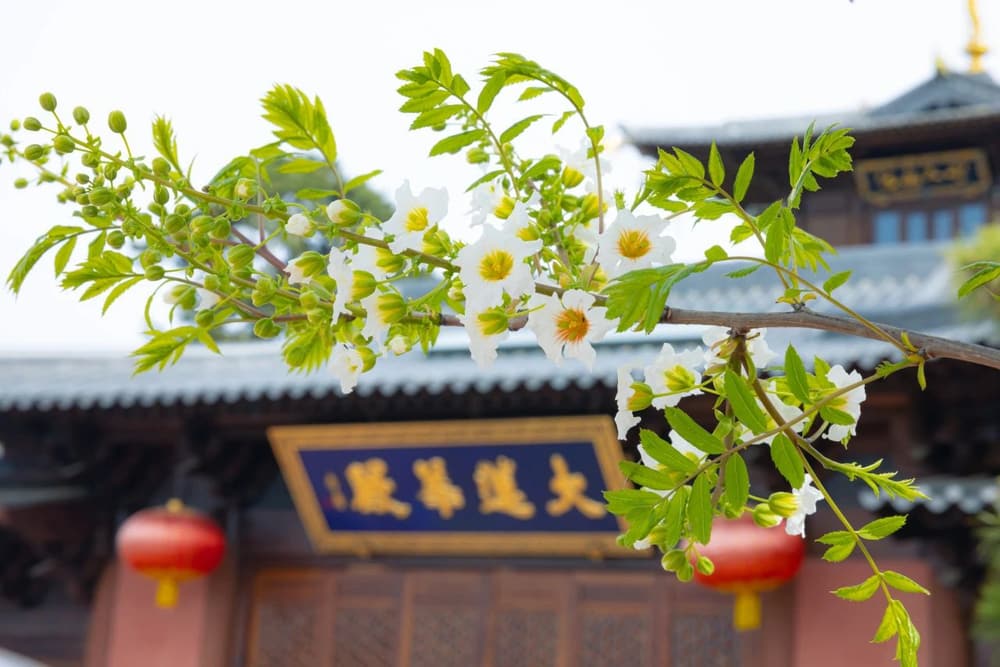 ���֮�����޳�