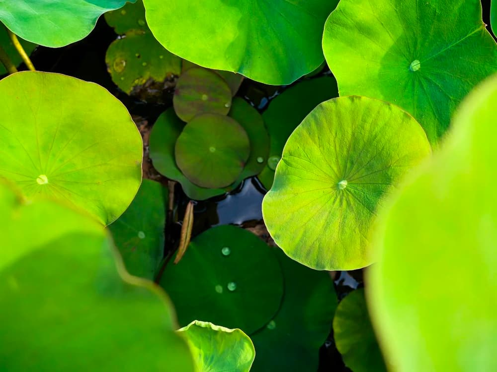 ���е��ص㣬Ҫ���ҷ���ִȥ����