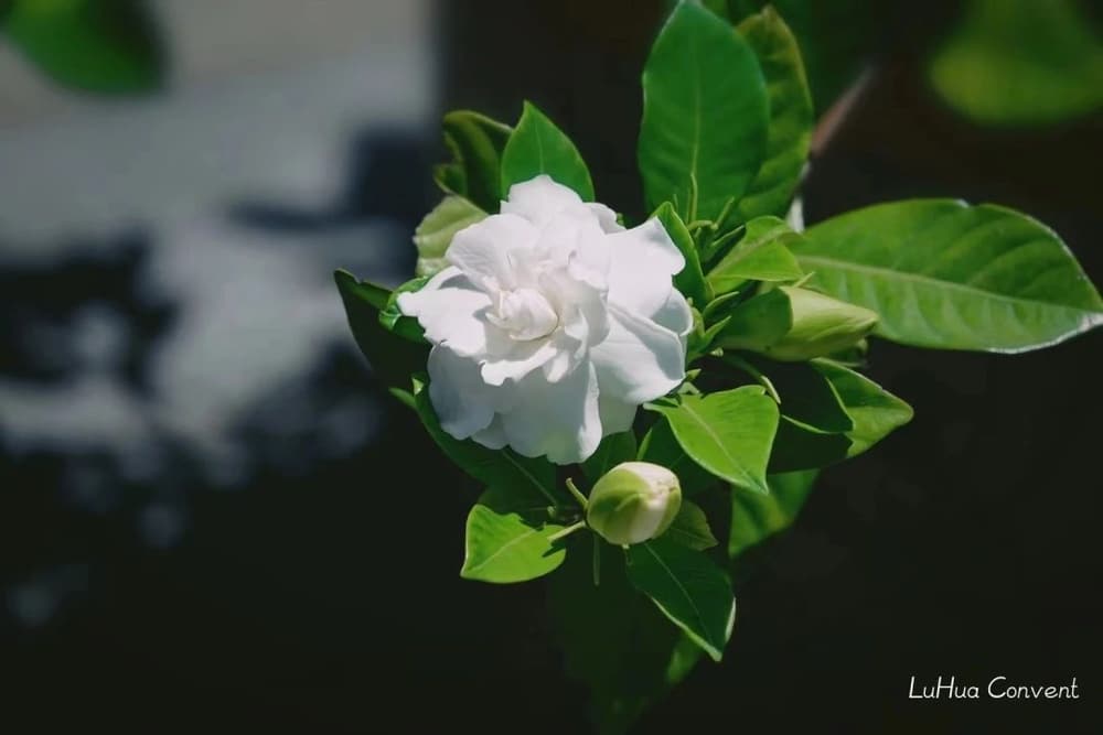 ���������������Ե