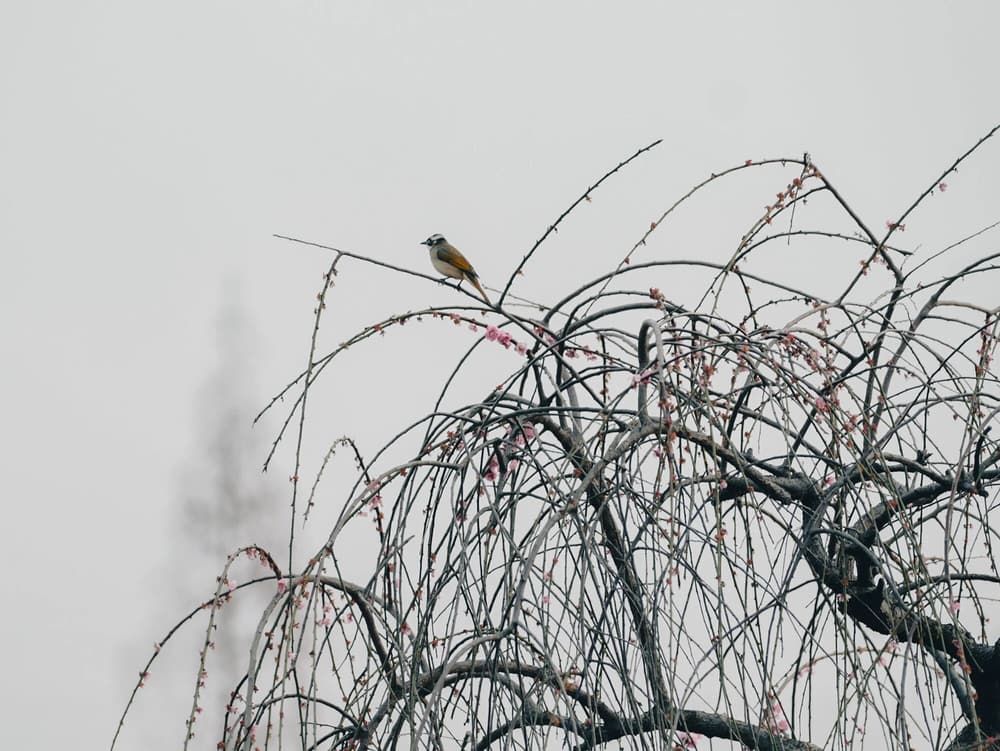 ������Ĺ����뷸��Ĺ�ʧ